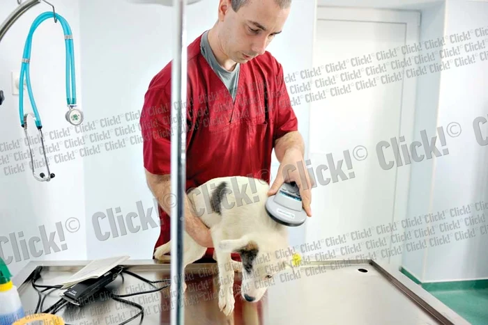 Maidanezi (Fotografii: Dorin Constanda/ mediafax)