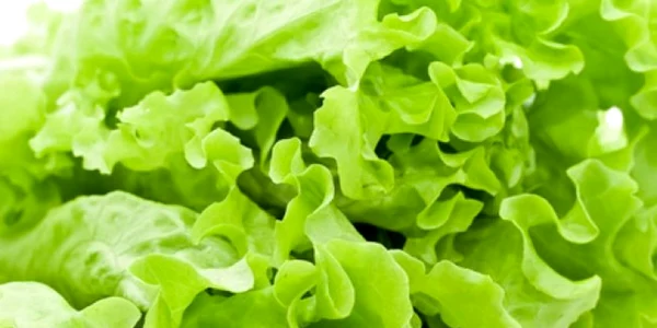calarasi salata trebuie pastrata corect in frigider foto acasa.retete.ro
