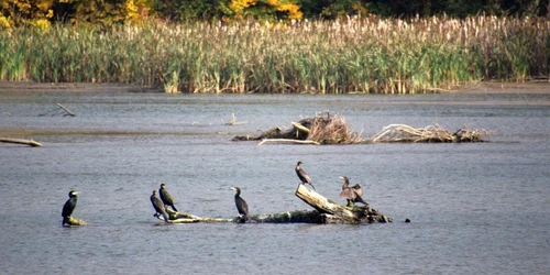 lacul covragiu foto calin pop