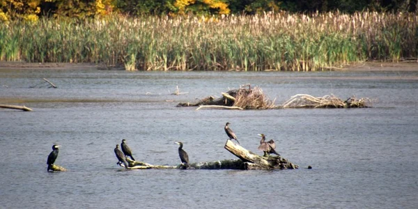lacul covragiu foto calin pop