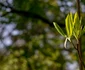 parcul dendrologic simeria foto ovidiu manoilescu