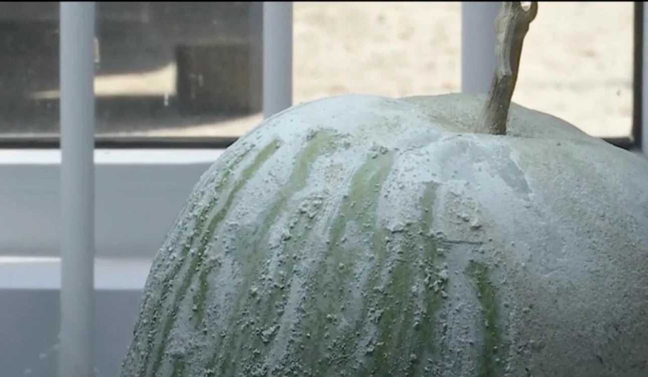 Pepene de iarnă. Foto: Antena 3 CNN