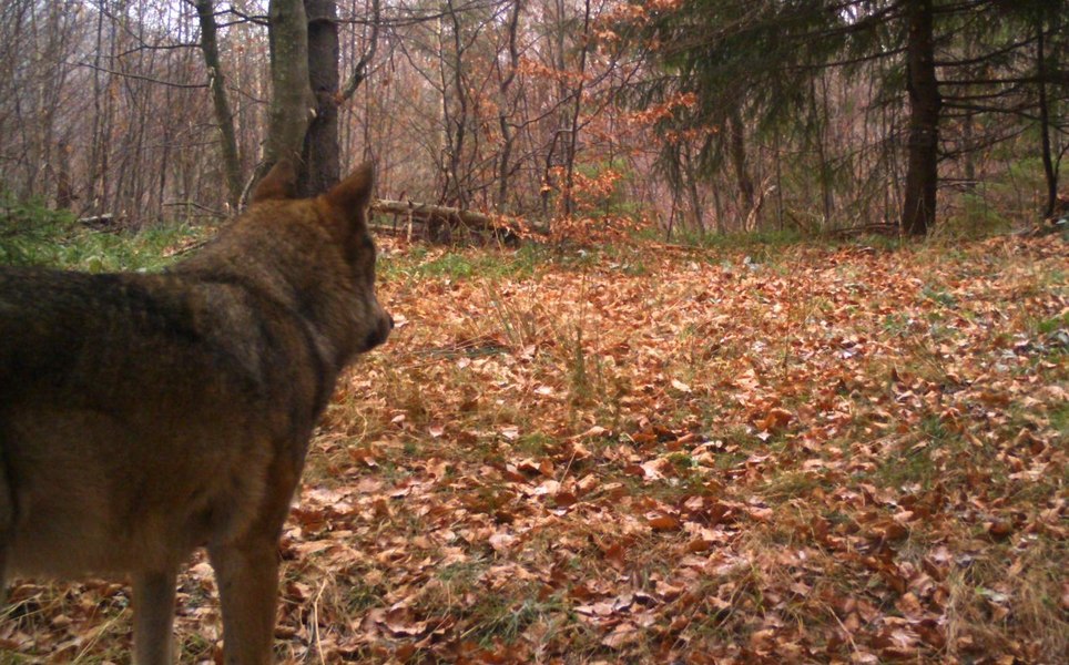 A fost descoperit primul hibrid lup-câine în Carpaţii Meridionali. Premiera aparține Fundației Conservation Carpathia