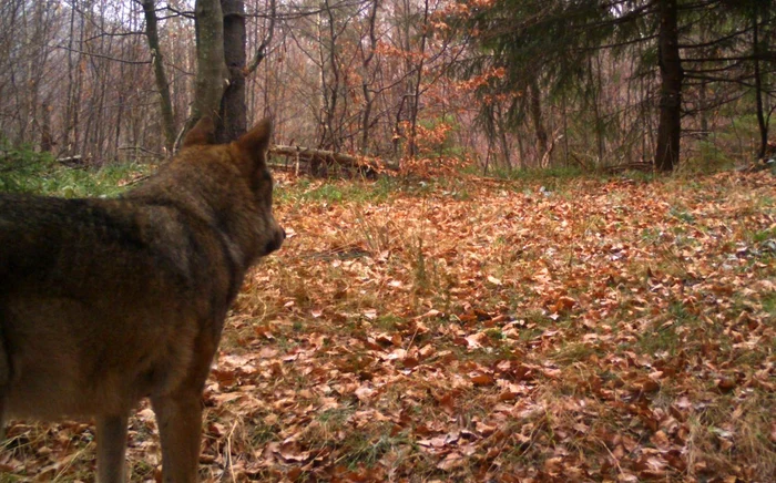 Hibrid fOTO Fundaţia Conservation Carpathia