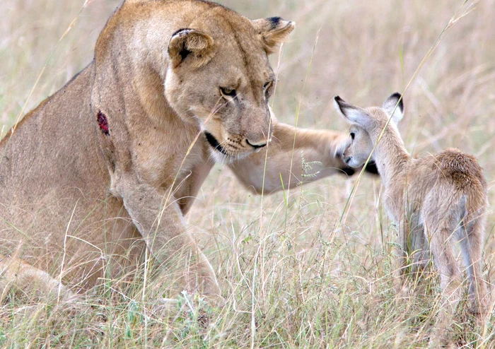 Hai la mama, puişor, nu-ţi fie teamă!