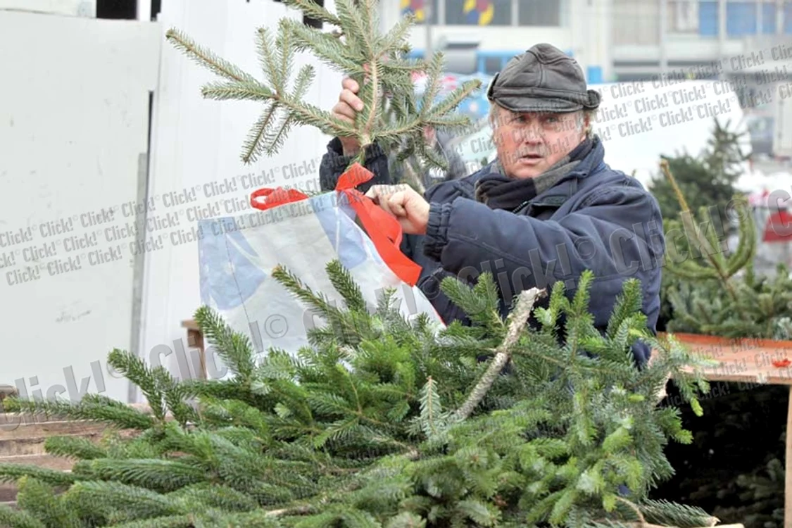 Brazii nevânduţi  au fost duşi la  Buzău ca să fie  băgaţi în sobe  (Fotografii: Sever Gheorghe )