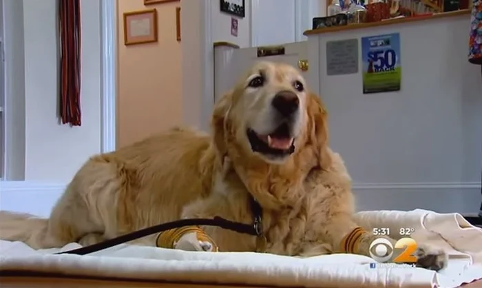 
    Figo a suferit răni la trei dintre lăbuțe pentru stăpâna luifoto: captură video  