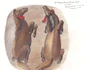Reconstituirea depunerilor cabaline - desene Florentina Mărcuți (© Muzeul Naţional al Carpaţilor Răsăriteni)