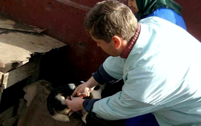 Cei mai mulţi dintre posesorii de câini din Brăila refuză să îi înregistreze şi microcipeze, astfel că veterniarii nu au cum să facă vaccinul antirabic FOTO Florentin Coman