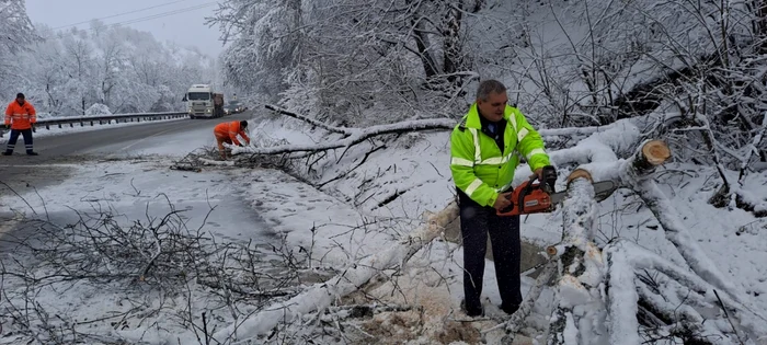 Copacii prăbușiți din cauza căderilor masive de zăpadă au împiedicat circulația Foto: DRDP Brașov