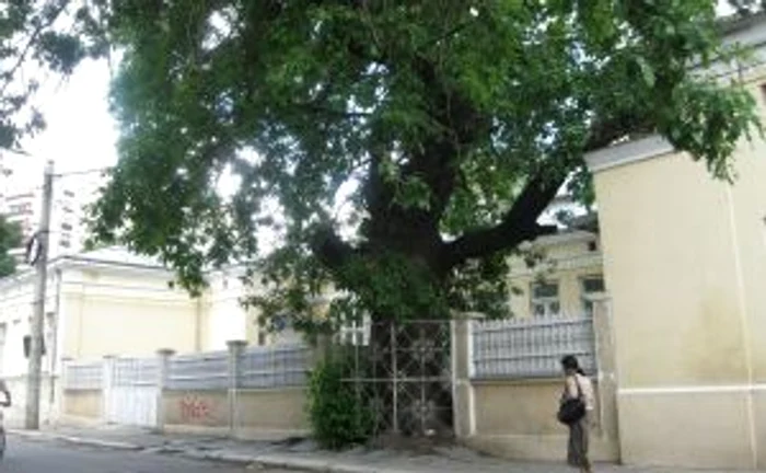 Stejarul de pe Campiniu, monument al naturii