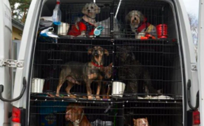 Animalele descoperite de Poliţia din Germania FOTO Facebook/ Polizei Südhessen