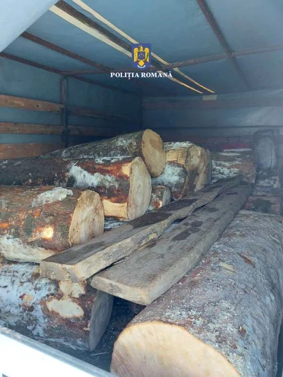 Lemnul de paltin creț a fost confiscat și predat unui ocol silvic FOTO IPJ Suceava
