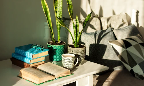 shutterstock 1944496678 jpg