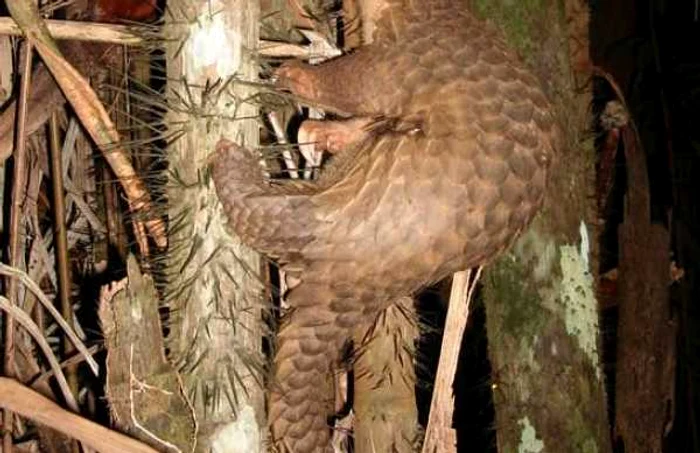 pangolin