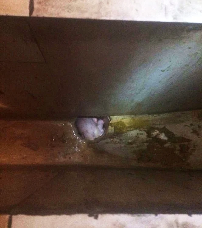 Copilul a fost găsit într-o baltă