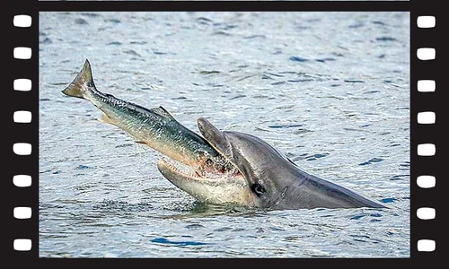 delfin film jpeg