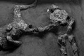 ramasite umane pompei jpg