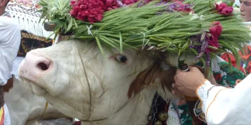 Înstruţatul Boului, obicei cu rădăcini ancestrale