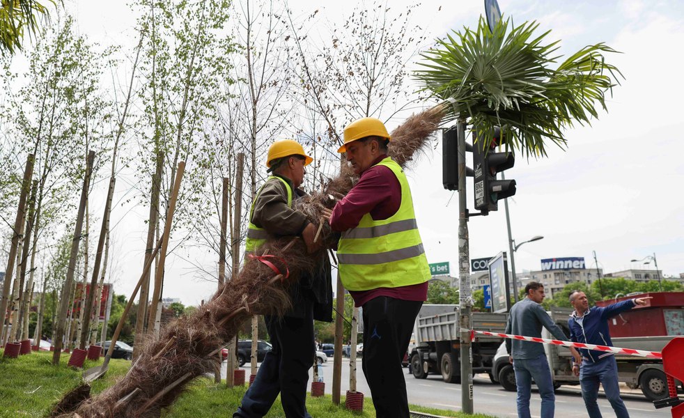 Scandalul palmierilor. Specialiștii atrag atenția asupra dificultăților de aclimatizare și rezistență a plantelor exotice în București