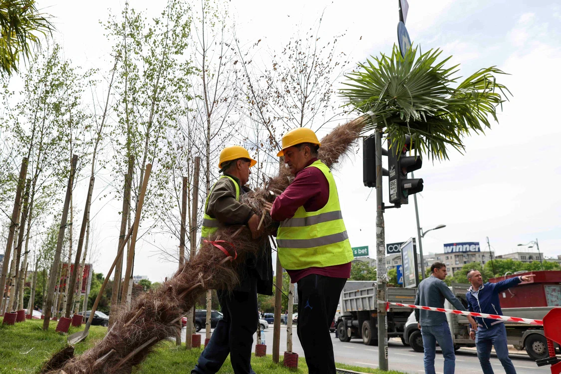 Eliminarea palmierilor plantați în București. FOTO Inquam Photos / Sabin Cîrstoveanu
