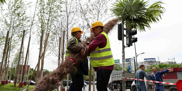 Eliminarea palmierilor plantați de Primăria Sectorului 3 în Piața Unirii din București. FOTO Inquam Photos / Sabin Cîrstoveanu