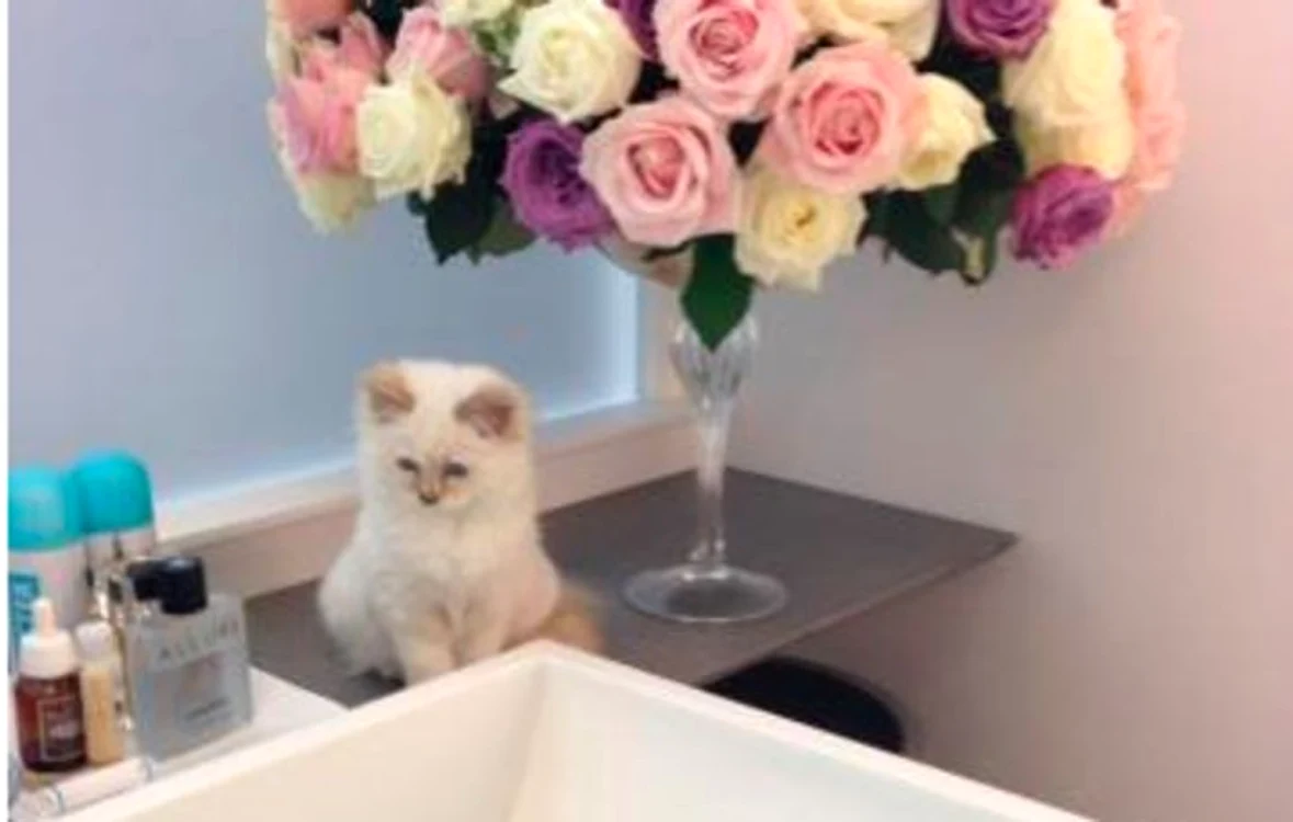 choupette medium jpeg
