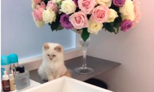 choupette medium jpeg