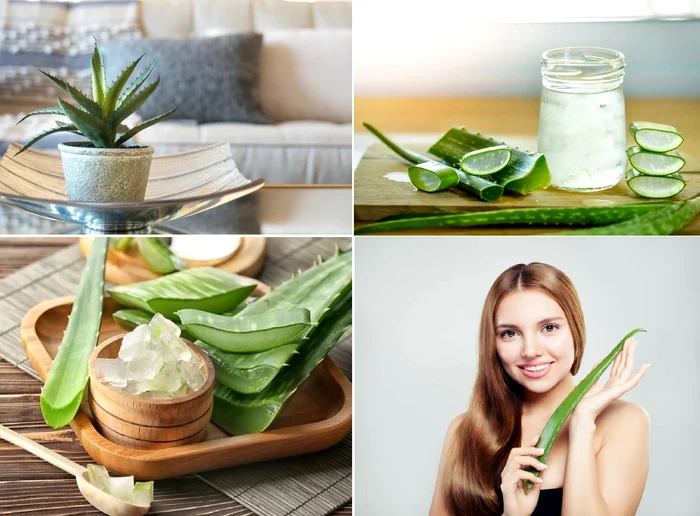 Imagini cu Aloe Vera și beneficiile sale