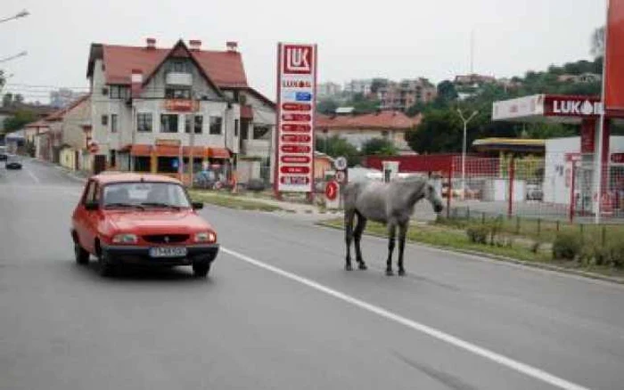 Slatina: Caii merg pe stradă printre maşini