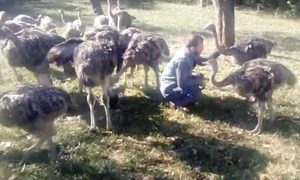 s18 1 struti1 4col jpeg