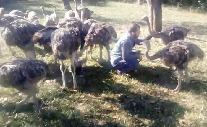 Porumbul şi ovăzul, hrana preferată