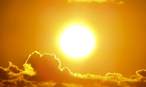 canicula foto pexels.com