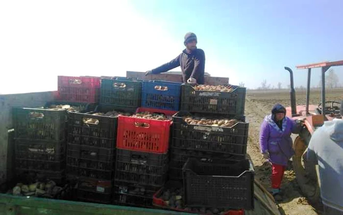 Singura condiţie pentru ca treaba să meargă bine este ca nopţile să nu fie reci, pentru că altfel s-ar pune bruma pentru cartofii încolţiţi FOTO Ionuţ Dima