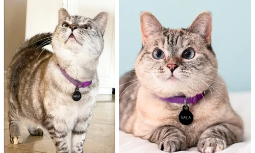 Pisica Nala foto Instagram2 png jpg