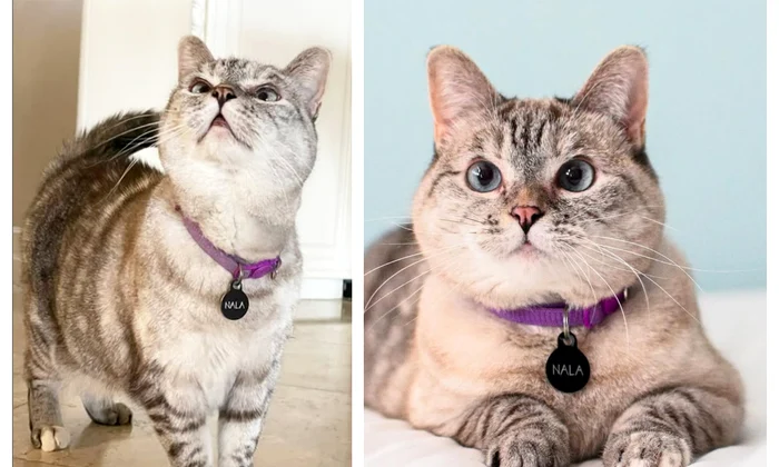 Pisica Nala foto Instagram2 png jpg