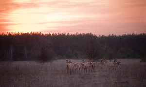Un sejur la Cernobîl jpeg