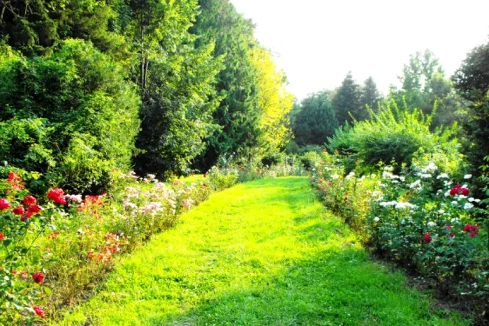 În parcul de la Hemeiuș se găsesc 600 de specii de trandafiri FOTO www.informatii-romania.ro