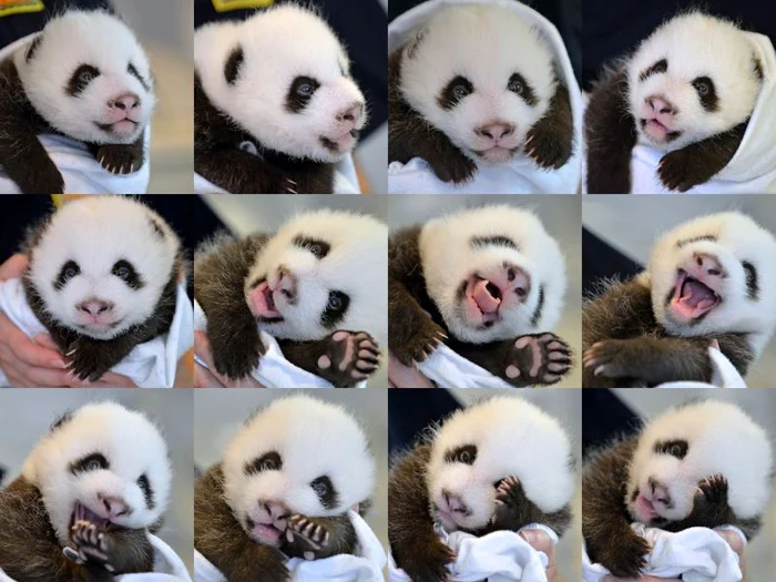 Pui de panda (Foto: Photoland/Caters)