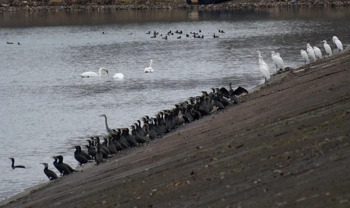 Cormorani, egrete și lebede pe lacul Stânca Costești FOTO ANANP Botoșani