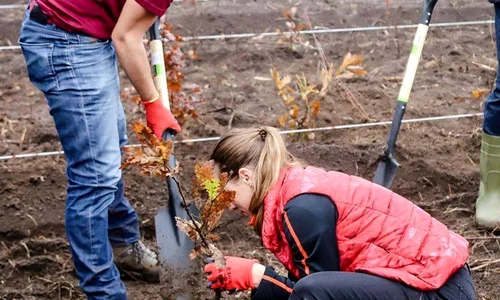 1 principele nicolae plantare puieti giurgiu 1 jpg jpeg