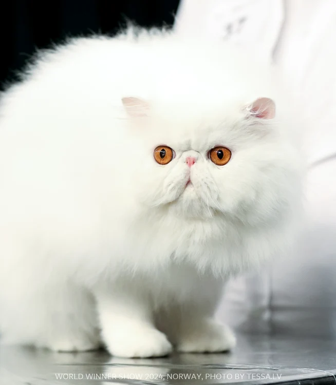 WHITE R US SWEET DREAMS jpg