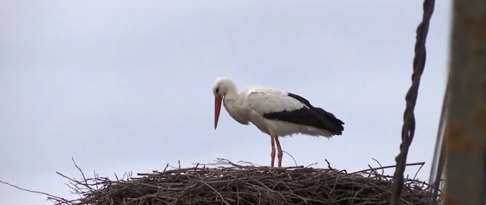 Cuibul de berze va fi mutat prin ordin de ministru FOTO Captură video Observator