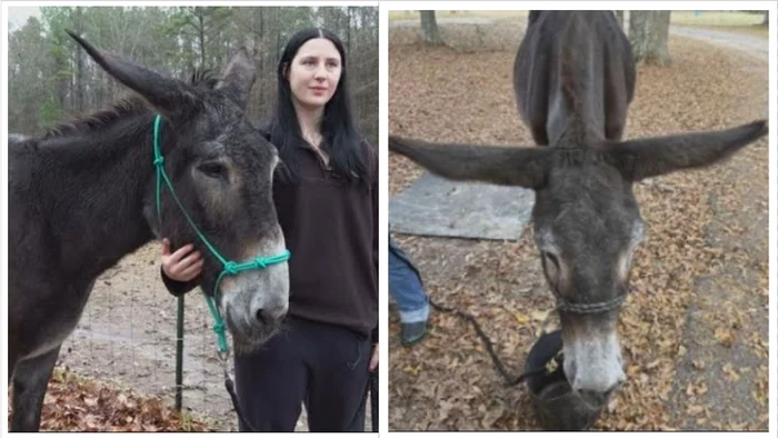 Urechile lui Hope măsoară 38 cm lungime (Foto: capturi video)