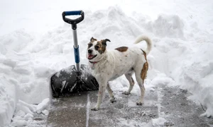 caine zapada pixabay jpg