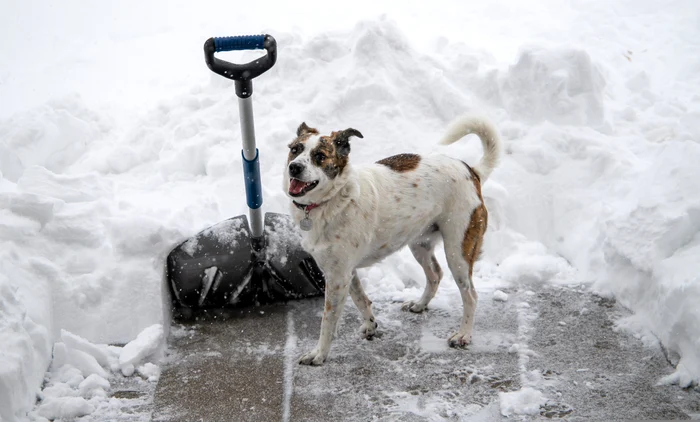 Ce trebuie să facem pentru siguranța animalelor pe timp de ninsori / foto: Pixabay