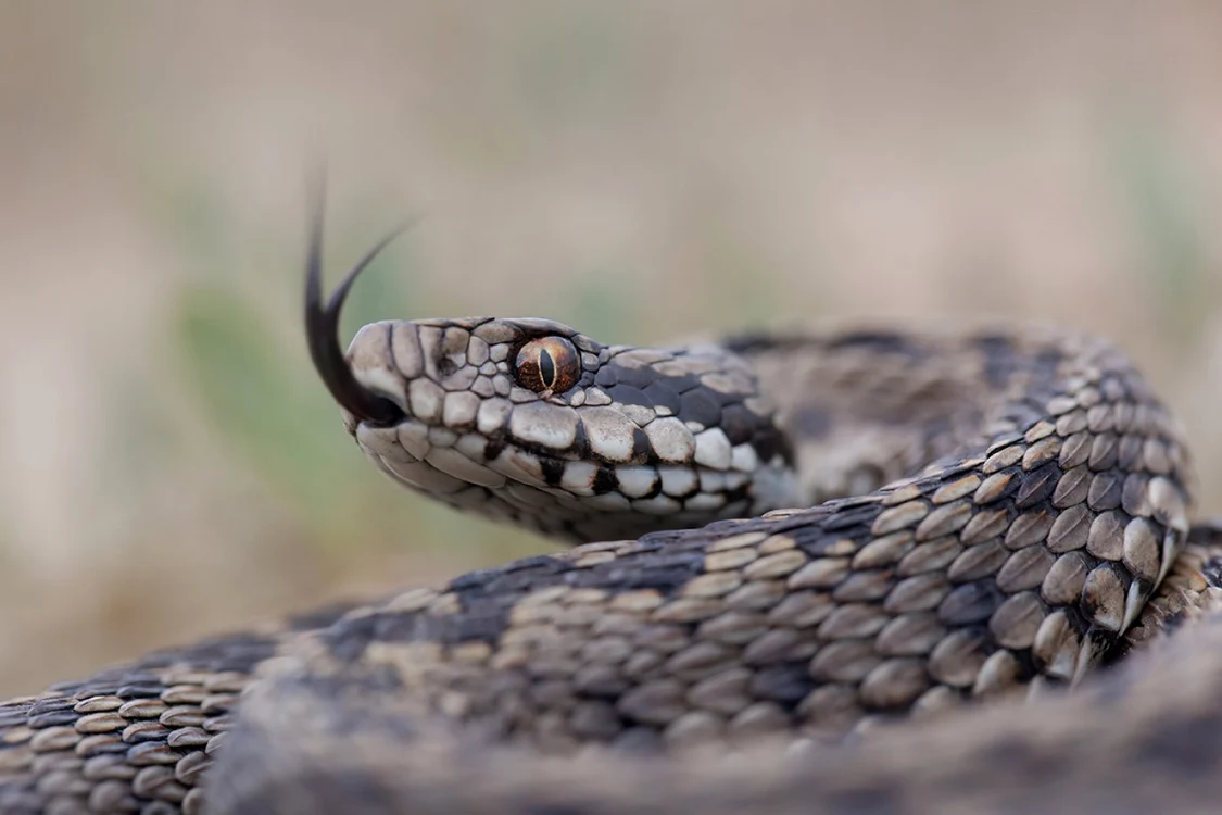 Veninul unui şarpe poate să ducă chiar la deces                                                          Foto: Arhivă Adevărul