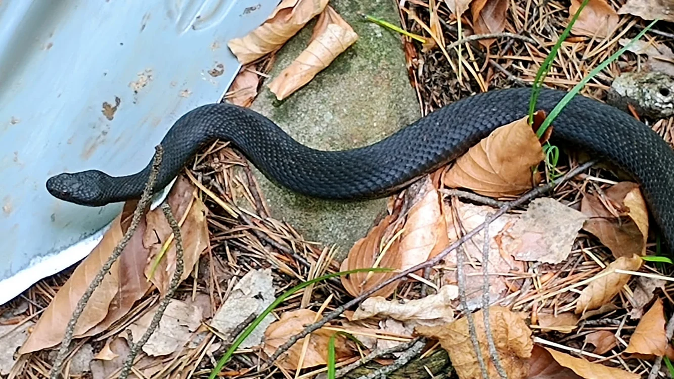 Vipera neagră este un șarpe veninos. FOTO C. Chiriac