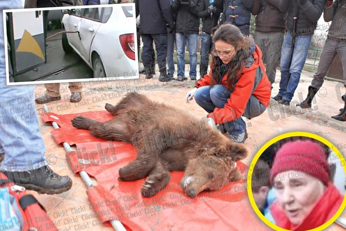 Cele şase animale sălbatice din curtea lui Nuţu Cămătaru au fost mutate ieri la Grădina zoologică de la Bucov (Fotografii: Roberto Sălceanu)