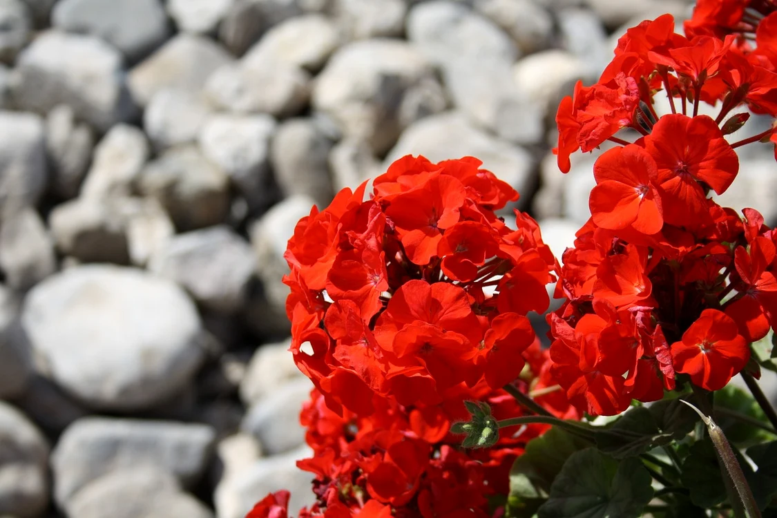 Cum trebuie să îngrijești corect mușcatele Foto: Shutterstock
